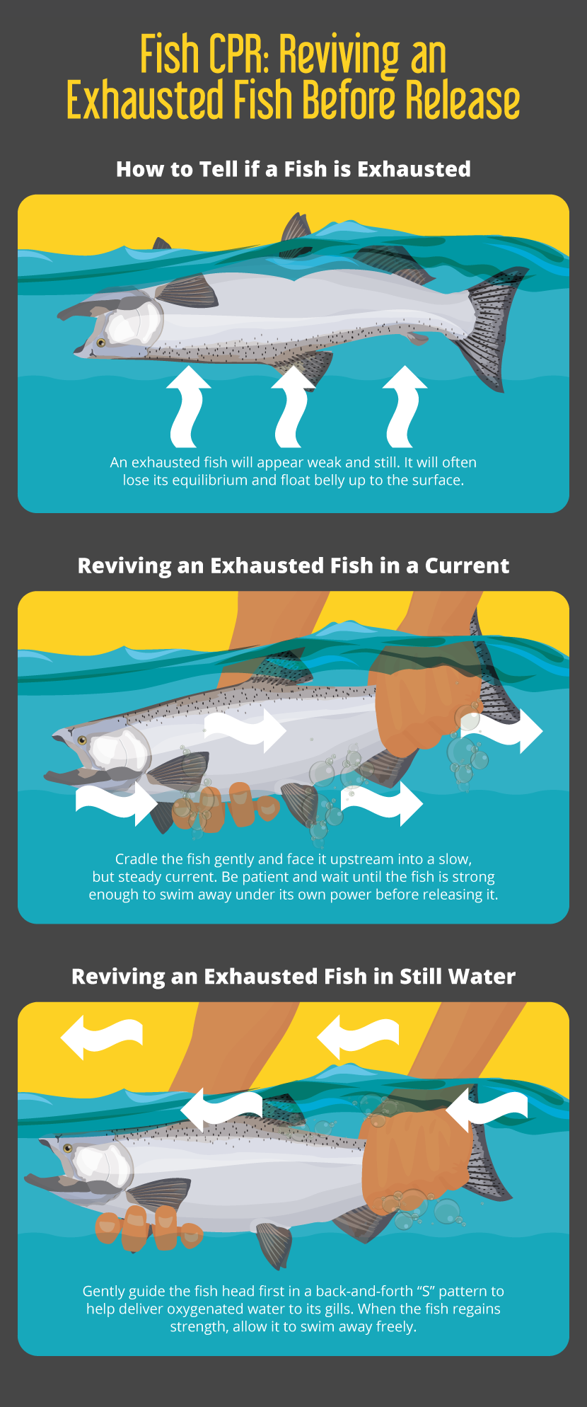 Catch and Release Fishing Guidelines